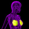 3D rendering of the breast