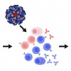 Germline-targeting HIV vaccine strategy to induce broadly neutralizing antibodies.