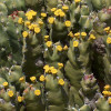 Euphorbia resinifera