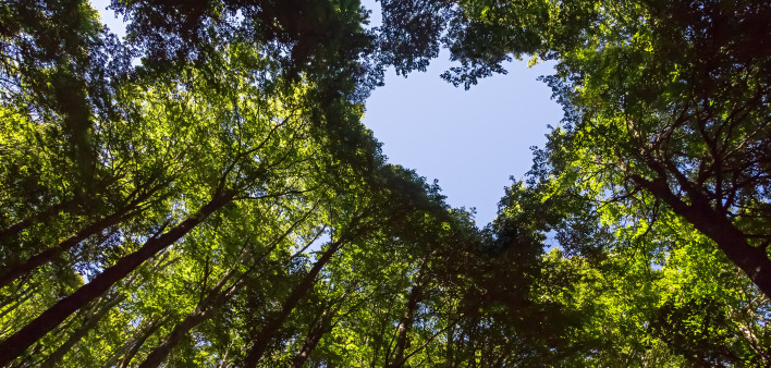 The Canopy of this Forest has a Heart Shaped Hole showing Blue Sky