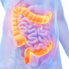 Large intestine