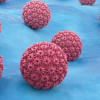 HPV virus