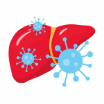 illustration virus and liver