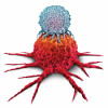 T cell attacking a cancer tumor as an Immunotherapy immune system therapy concept as a biomedical or biomedicine oncology treatment