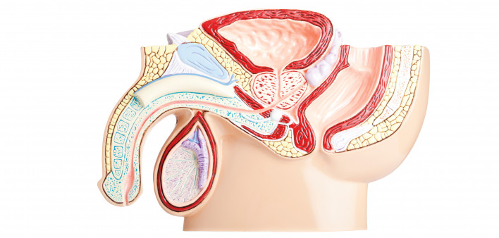 Male pelvis on white background stock photo Prostate Gland, Anatomy, Penis, Testis, The Human Body