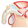 Male pelvis on white background stock photo Prostate Gland, Anatomy, Penis, Testis, The Human Body