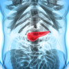 The pancreas produces enzymes that help digest food. Cells within the organ also produce the hormones insulin and glucagon, which control blood sugar levels.