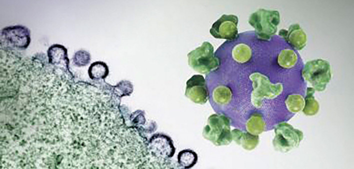 HIV virus particles (purple) budding and replicating from an H9 T cell (green)