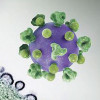 HIV virus particles (purple) budding and replicating from an H9 T cell (green)