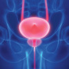 The prostate rests below the bladder (both are highlighted). It's about the size of a walnut or small lemon.