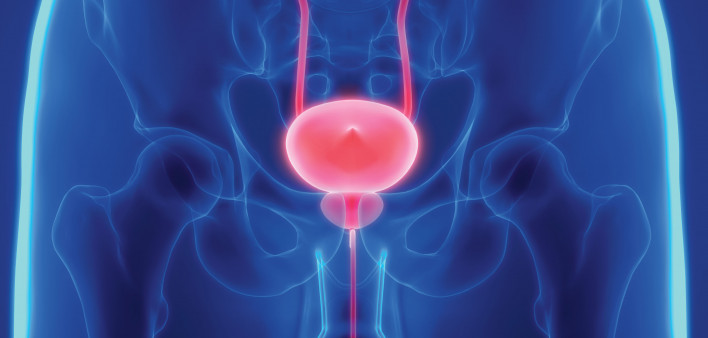 prostate bladder illustration