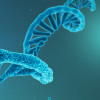 RNA strand