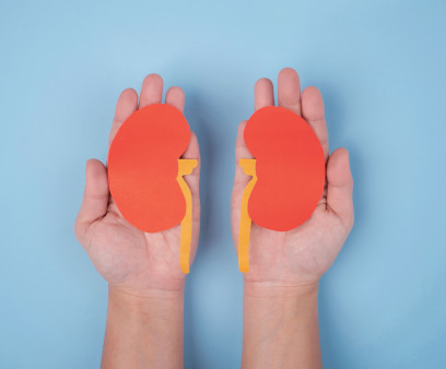 hands holding paper illustrations of kidneys