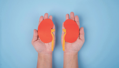 hands holding paper illustrations of kidneys