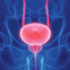 The prostate rests below the bladder (both are highlighted). It's about the size of a walnut or small lemon.