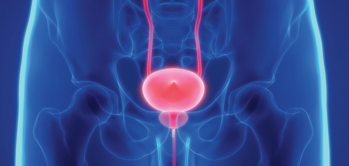 prostate bladder illustration