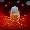 CAR-T therapy in which modified T cells (illustrated in white) attack cancer