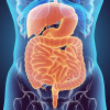 Digestive system