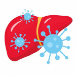 hepatitis C, HCV, liver. illustration liver and virus