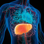 illustration body and liver