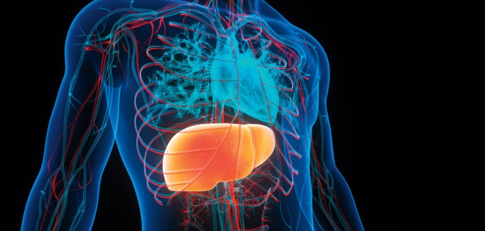 illustration body and liver