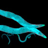 Caenorhabditis elegans (C. elegans) worms, a free-living transparent nematode (roundworm), about 1 mm in length.