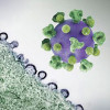 HIV virus particles (purple) budding and replicating from an H9 T cell (green)