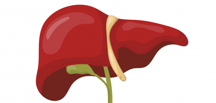 illustration liver