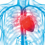 3d rendered illustration of the human vascular system human heart