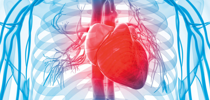 3d rendered illustration of the human vascular system human heart