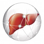 liver, liver cancer