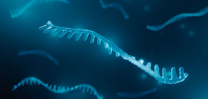 rna strand