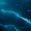 rna strand