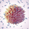 B cells produce proteins called antibodies