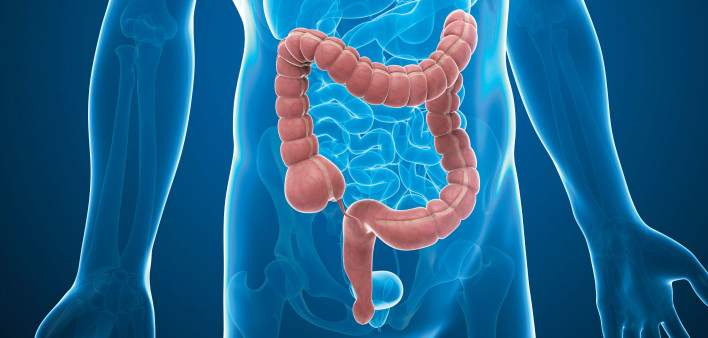 illustration male anatomy figure intestines