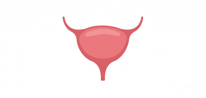 bladder illustration