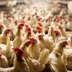 interior of chicken farm with many white chickens