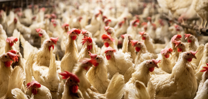 interior of chicken farm with many white chickens