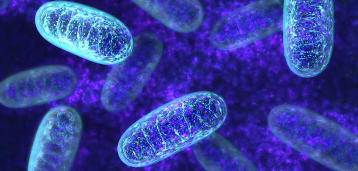 Mitochondria - microbiology 3d illustration