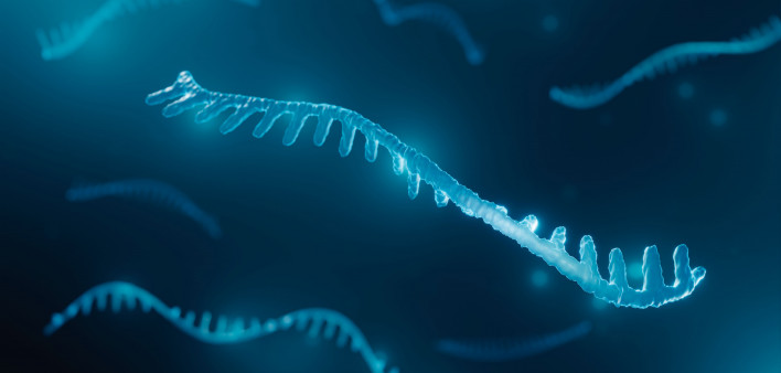 rna strand
