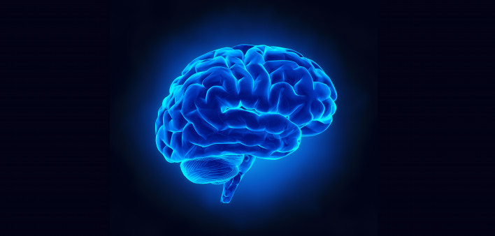 brain