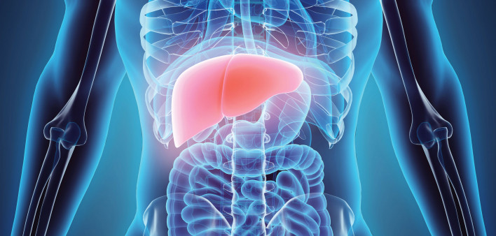 illustration liver in model of human
