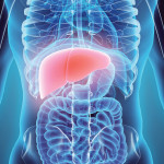 illustration liver in model of human