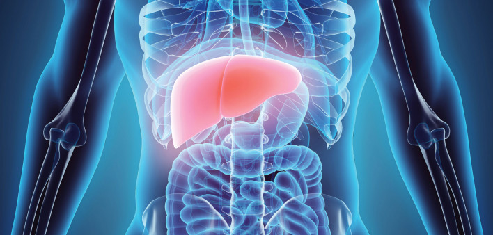 illustration liver in model of human