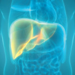 illustration liver