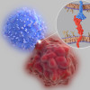 Immune checkpoints regulate the immune system. The interaction between PD-L1 (red molecule, inset) on the surface of a cancer cell (red) and the immune checkpoint PD-1 (blue molecule, inset) on a T-cell (blue) inhibits T-cell killing of tumor cells.