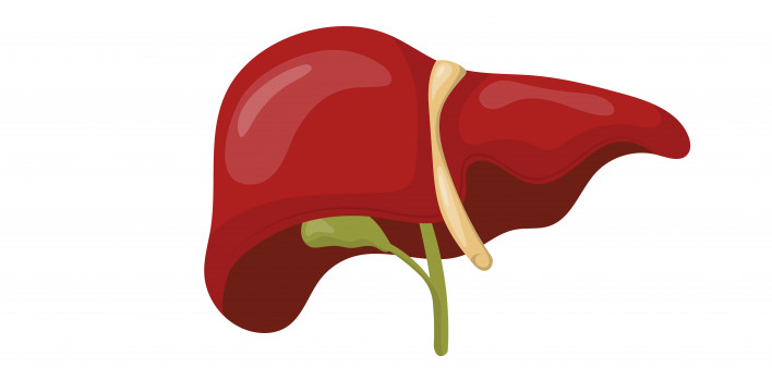 liver illustration