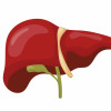 liver illustration