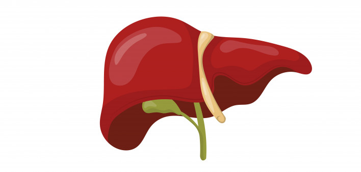 liver illustration