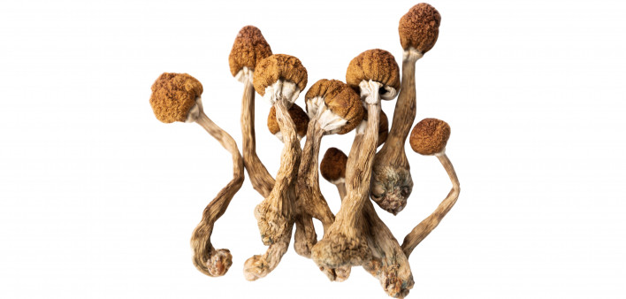 Psilocybin mushroom psilocybe cubensis